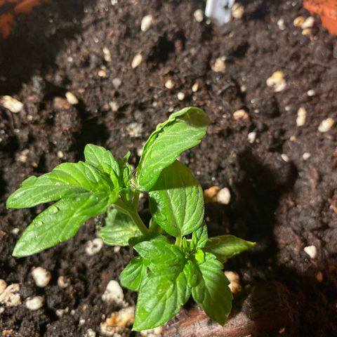Fast Buds Pineapple Express automatic  growlog timeline photo