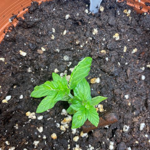 Fast Buds Pineapple Express automatic  growlog timeline photo