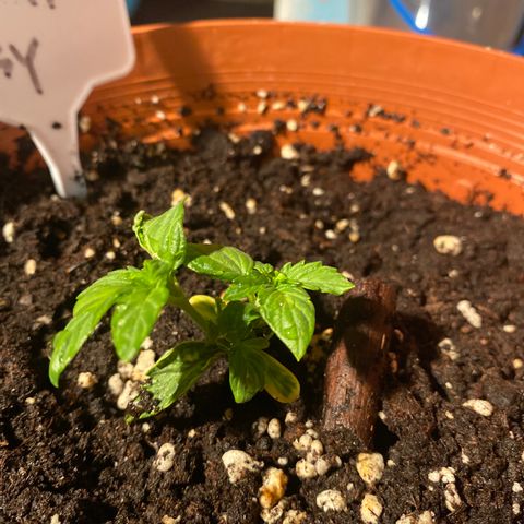 Fast Buds Pineapple Express automatic  growlog timeline photo