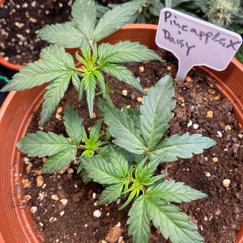 Fast Buds Pineapple Express automatic  growlog timeline photo