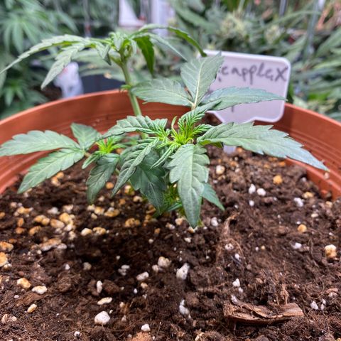 Fast Buds Pineapple Express automatic  growlog timeline photo