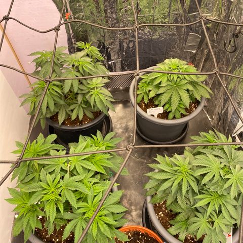 Skunk XL growlog timeline photo