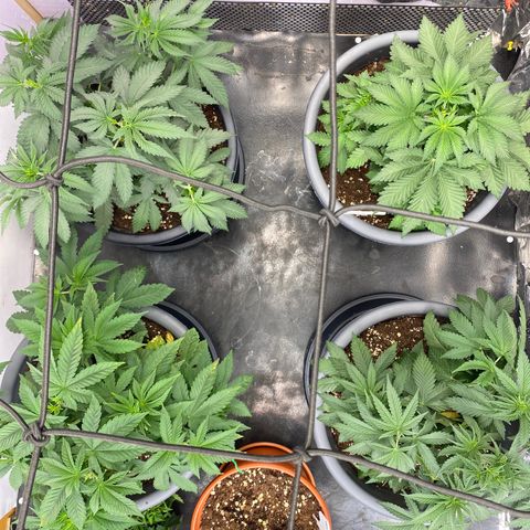 Skunk XL growlog timeline photo