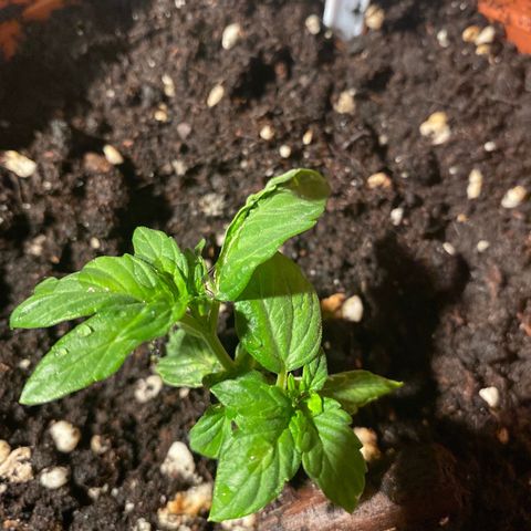 Fast Buds Pineapple Express automatic  growlog timeline photo
