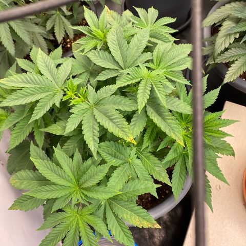 Fast Buds Pineapple Express automatic  growlog timeline photo