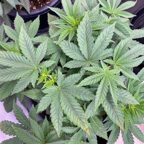 Fast Buds Pineapple Express automatic  growlog timeline photo