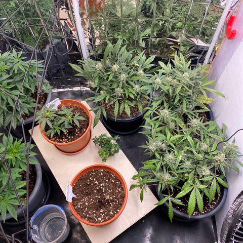 Fast Buds Pineapple Express automatic  growlog timeline photo