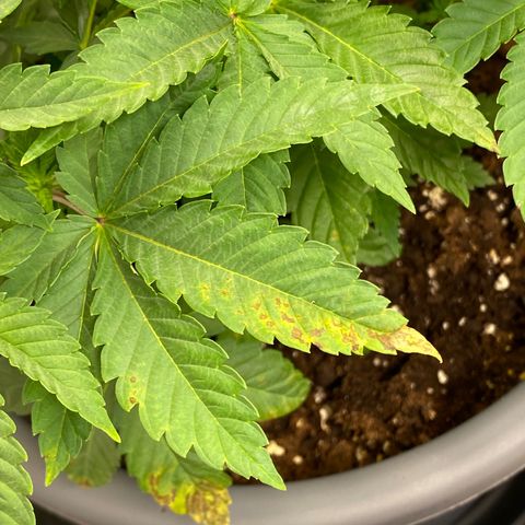 Fast Buds Pineapple Express automatic  growlog timeline photo