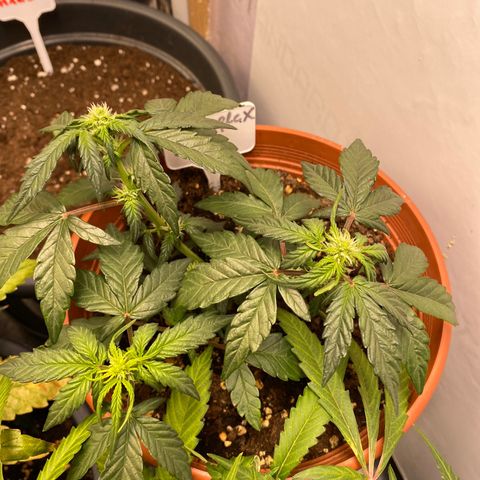 Fast Buds Pineapple Express automatic  growlog timeline photo