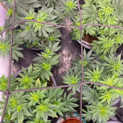 Skunk XL growlog timeline photo