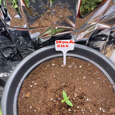 Auto Skywalker Haze growlog timeline photo