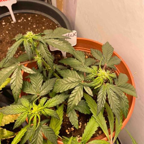 Fast Buds Pineapple Express automatic  growlog timeline photo