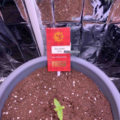 Glue Gelato Auto growlog timeline photo