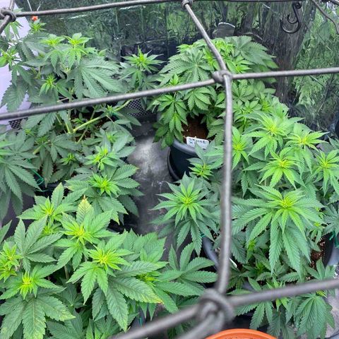 Skunk XL growlog timeline photo