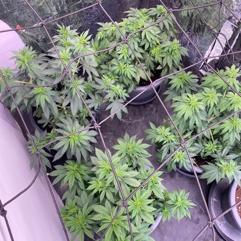 Skunk XL growlog timeline photo