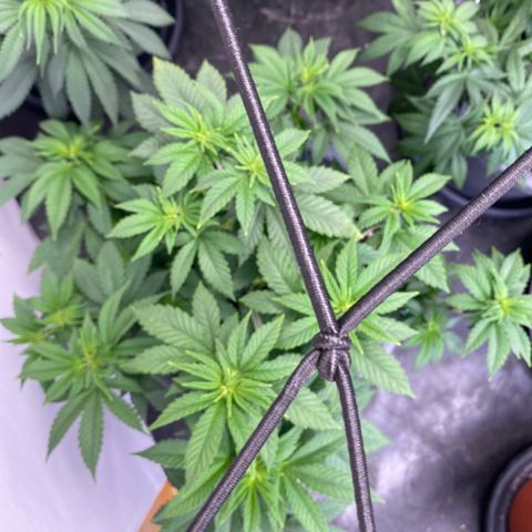 Skunk XL growlog timeline photo