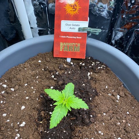 Glue Gelato Auto growlog timeline photo