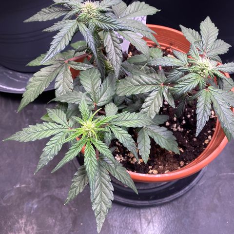 Fast Buds Pineapple Express automatic  growlog timeline photo