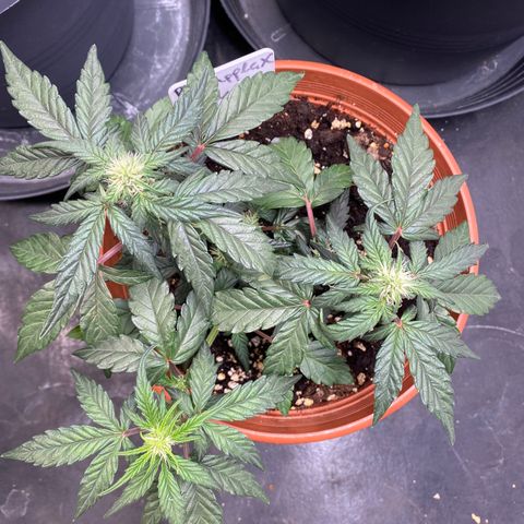 Fast Buds Pineapple Express automatic  growlog timeline photo