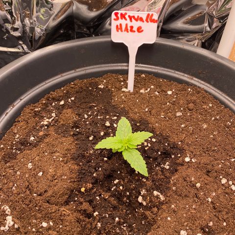 Auto Skywalker Haze growlog timeline photo