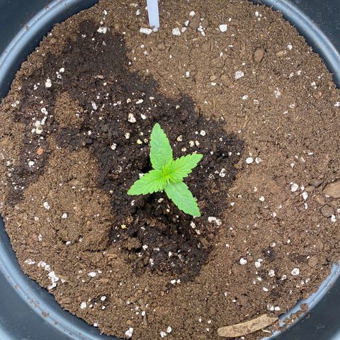 Auto Skywalker Haze growlog timeline photo