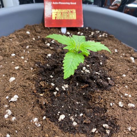 Glue Gelato Auto growlog timeline photo