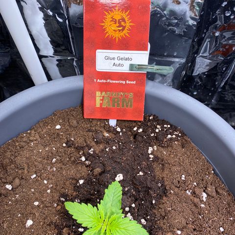 Glue Gelato Auto growlog timeline photo