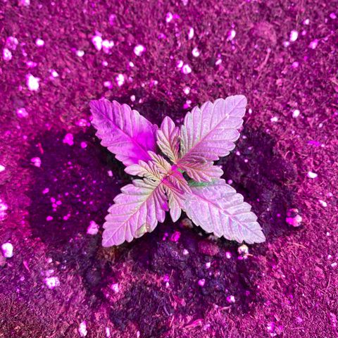 Vibe-C #1 growlog timeline photo