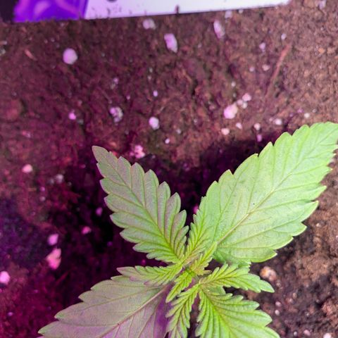 Auto Mokum‘s Tulip growlog timeline photo
