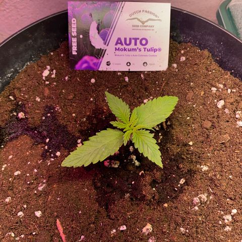 Auto Mokum‘s Tulip growlog timeline photo