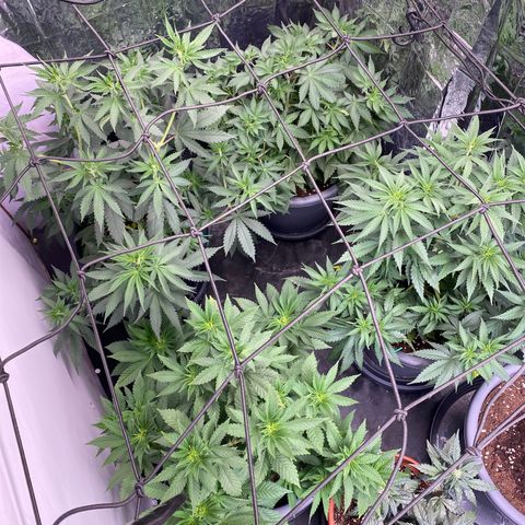 Glue Gelato Auto growlog timeline photo