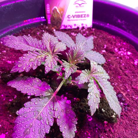 Vibe-C #1 growlog timeline photo