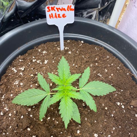 Auto Skywalker Haze growlog timeline photo
