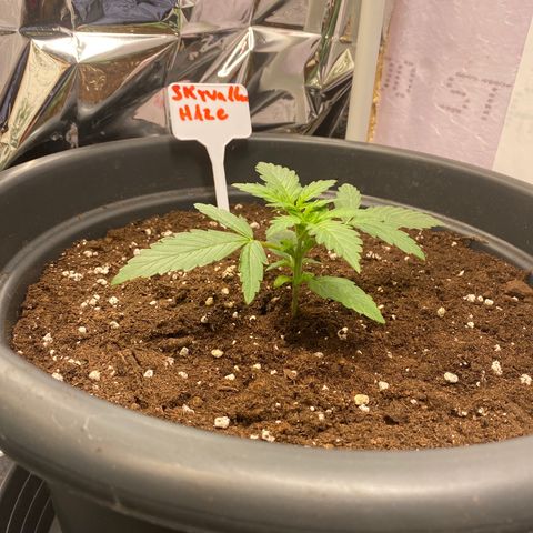 Auto Skywalker Haze growlog timeline photo