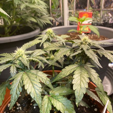 Fast Buds Pineapple Express automatic  growlog timeline photo