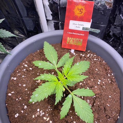 Glue Gelato Auto growlog timeline photo
