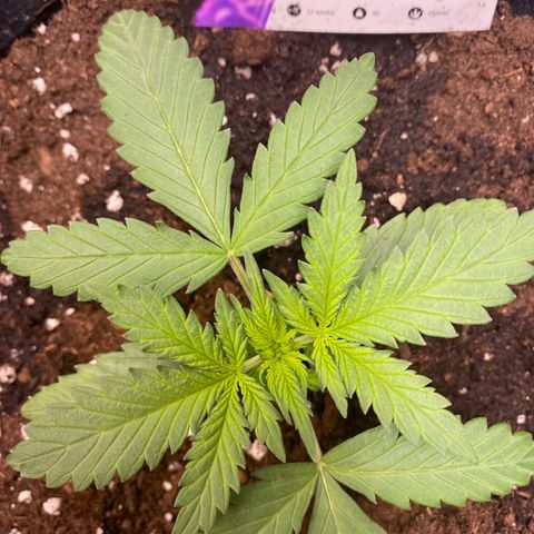 Auto Mokum‘s Tulip growlog timeline photo