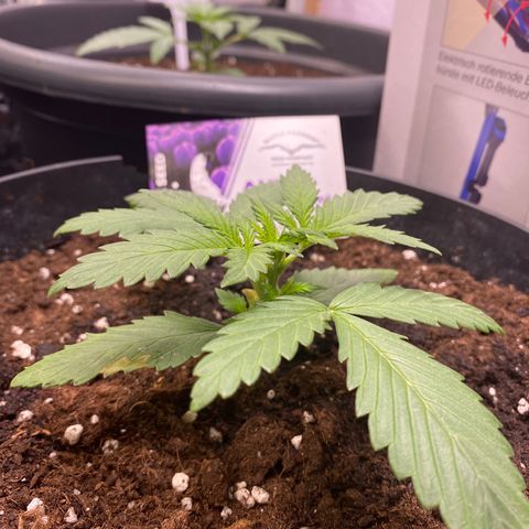 Auto Mokum‘s Tulip growlog timeline photo