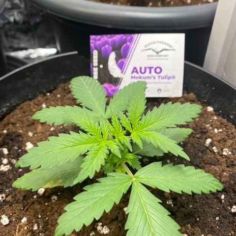 Auto Mokum‘s Tulip growlog timeline photo