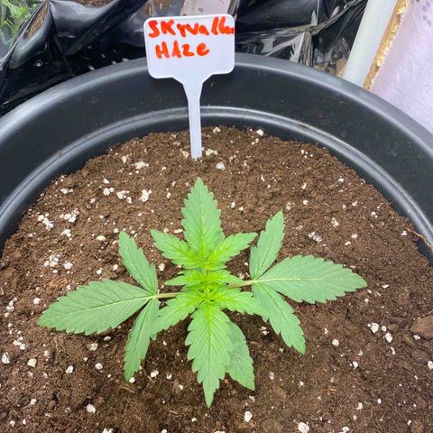 Auto Skywalker Haze growlog timeline photo