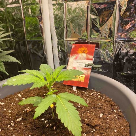 Glue Gelato Auto growlog timeline photo