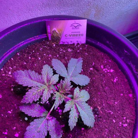 Vibe-C #1 growlog timeline photo