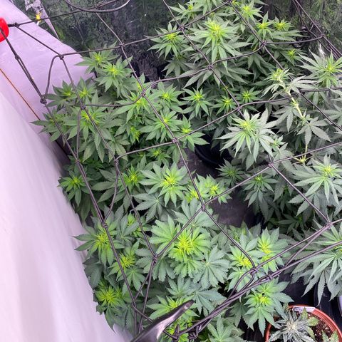 Skunk XL growlog timeline photo