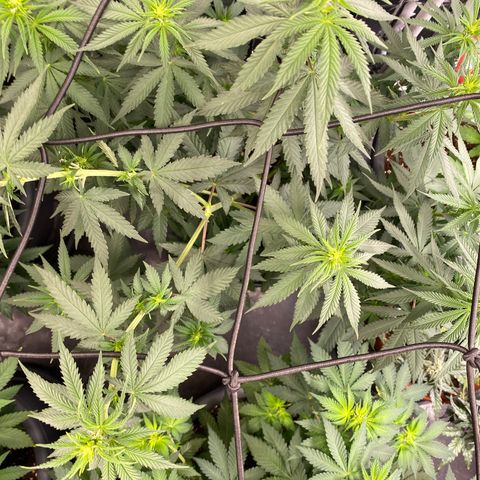 Skunk XL growlog timeline photo