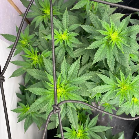 Skunk XL growlog timeline photo