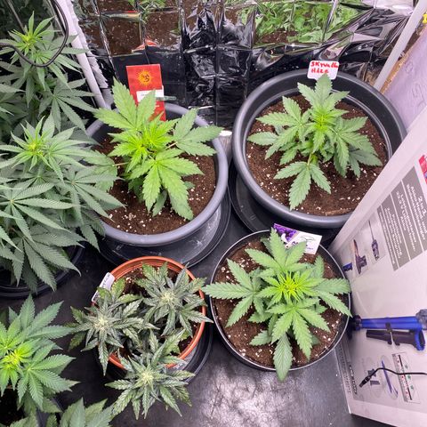 Glue Gelato Auto growlog timeline photo