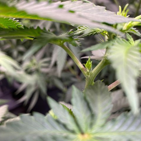 Skunk XL growlog timeline photo