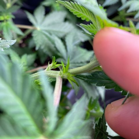 Skunk XL growlog timeline photo