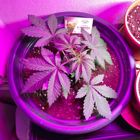 Vibe-C #1 growlog timeline photo
