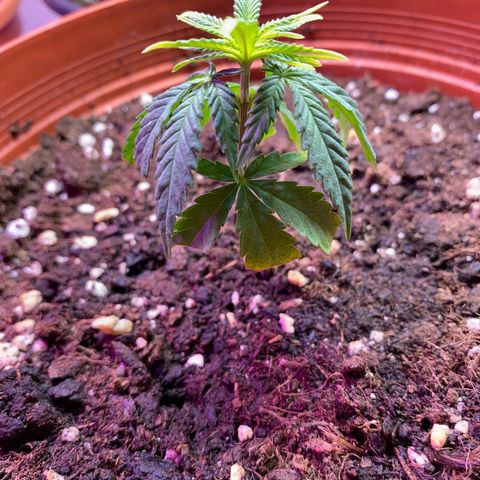 Skunk XL growlog timeline photo